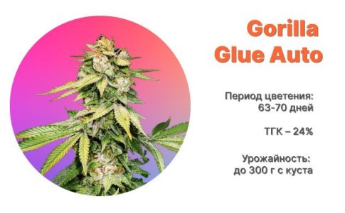 Сорт конопли Gorilla Glue Auto от FastBuds Сорт конопли Gorilla Glue Auto от FastBuds