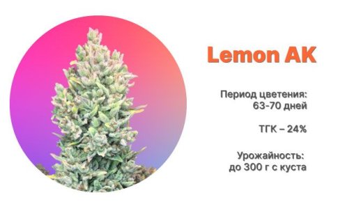 Сорт каннабиса Lemon AK от FastBuds Сорт каннабиса Lemon AK от FastBuds