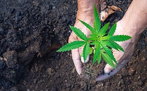 Основные требования к грунту для выращивания конопли Основные требования к грунту для выращивания конопли