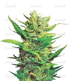 think different auto.jpg think different auto.jpg