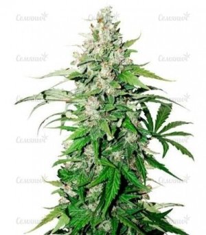 auto cinderella jack.jpg auto cinderella jack.jpg