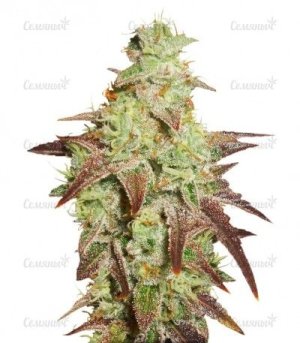 auto night queen.jpg auto night queen.jpg