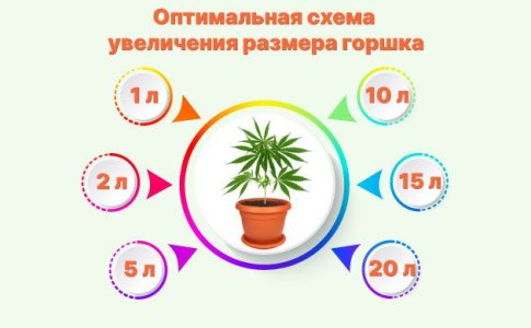 Сколько раз нужно пересаживать коноплю Сколько раз нужно пересаживать коноплю