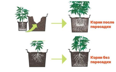 Инструкция по пересадке конопли Инструкция по пересадке конопли