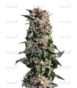 La Blanca.jpg La Blanca.jpg