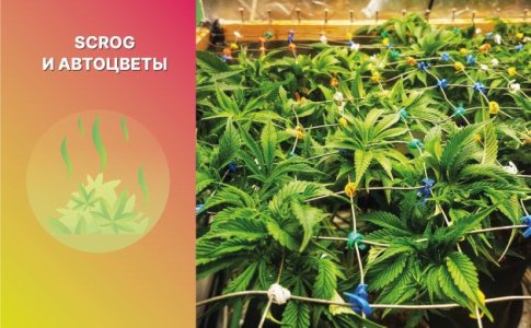 ScrOG автоцветов ScrOG автоцветов