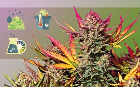 Листья конопли смотрят вверх Листья конопли смотрят вверх