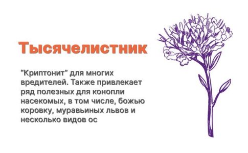 Компаньоны для конопли - тысячелистник Компаньоны для конопли - тысячелистник