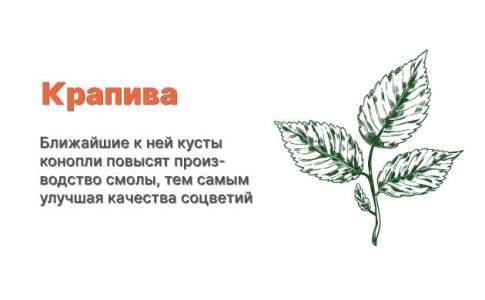 Компаньоны для конопли - крапива Компаньоны для конопли - крапива