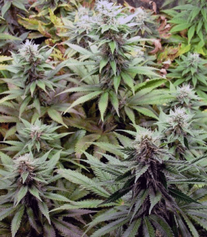 1622368114910.png 1622368114910.png