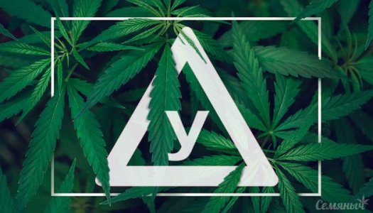 Сатива.jpg Сатива.jpg