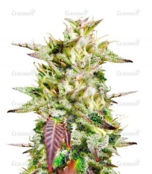 Caramelo.jpg Caramelo.jpg