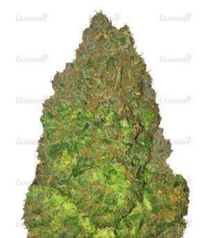 Fruit Punch Auto.jpg Fruit Punch Auto.jpg