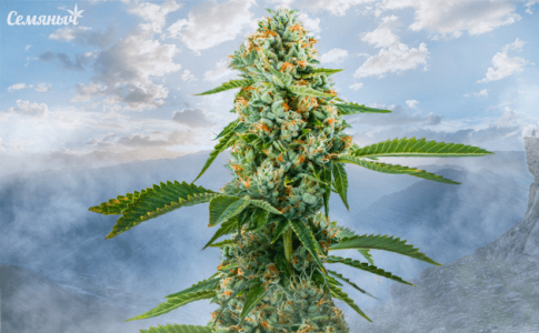 1624442215741.png 1624442215741.png