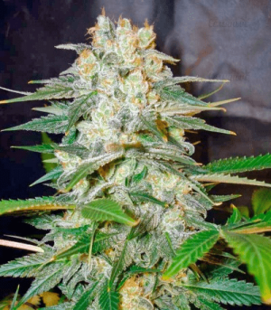 1624442421019.png 1624442421019.png