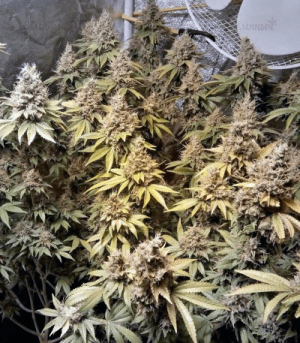 1624479048322.png 1624479048322.png