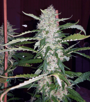 1624479227068.png 1624479227068.png