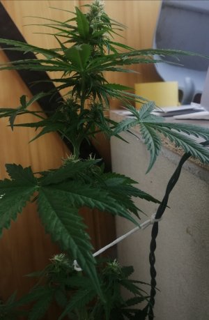 IMG_20210627_115102.jpg IMG_20210627_115102.jpg