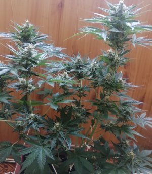 IMG_20210627_115019.jpg IMG_20210627_115019.jpg