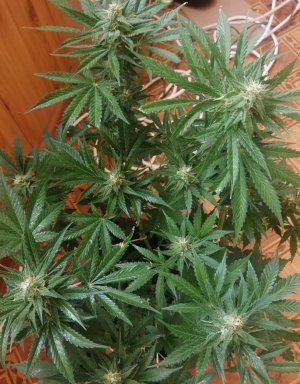 IMG_20210627_115323.jpg IMG_20210627_115323.jpg