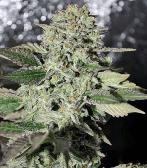 1624903034636.png 1624903034636.png