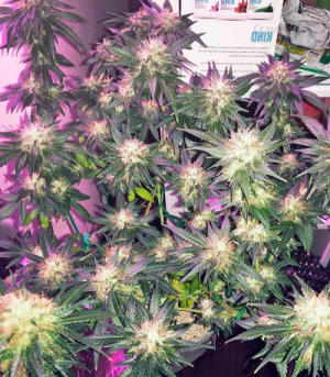 1624903256295.png 1624903256295.png