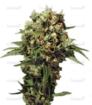 Kalashnikova_Auto.jpg Kalashnikova_Auto.jpg