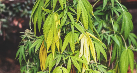 1666101111509.png 1666101111509.png