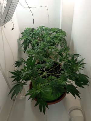 20221020_084910.jpg 20221020_084910.jpg