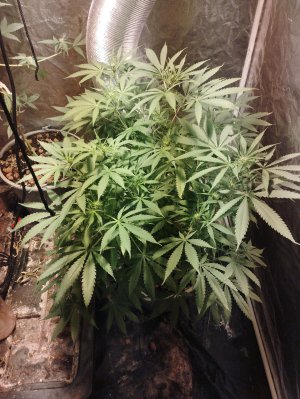 IMG_20221023_171323.jpg IMG_20221023_171323.jpg