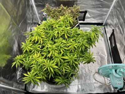 0BE101A5-F1F6-43EA-A856-5145832E2C2C.jpeg 0BE101A5-F1F6-43EA-A856-5145832E2C2C.jpeg