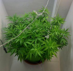 20221026_121530.jpg 20221026_121530.jpg