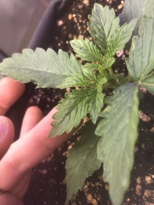 6015A2B8-DC54-402A-A827-C3D42C57A34A.jpeg 6015A2B8-DC54-402A-A827-C3D42C57A34A.jpeg