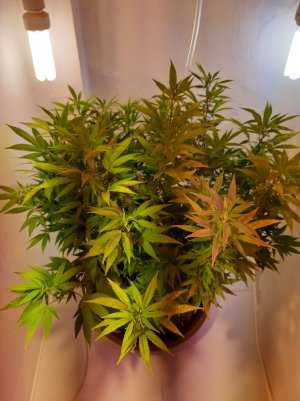 20221027_101936.jpg 20221027_101936.jpg