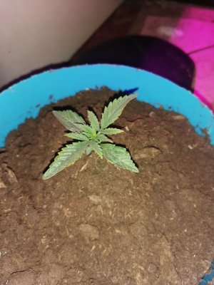 IMG_20221026_180322.jpg IMG_20221026_180322.jpg