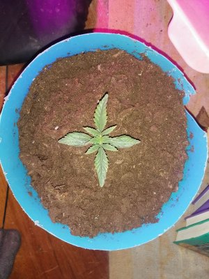 IMG_20221026_180317.jpg IMG_20221026_180317.jpg