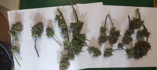 IMG_20221028_192305.jpg IMG_20221028_192305.jpg