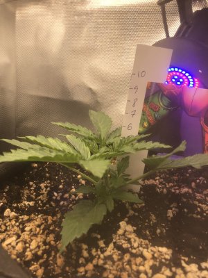 FD6AC06B-EF80-4E80-8D5C-7DED319B87A3.jpeg FD6AC06B-EF80-4E80-8D5C-7DED319B87A3.jpeg