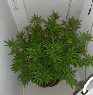 20221029_131552.jpg 20221029_131552.jpg