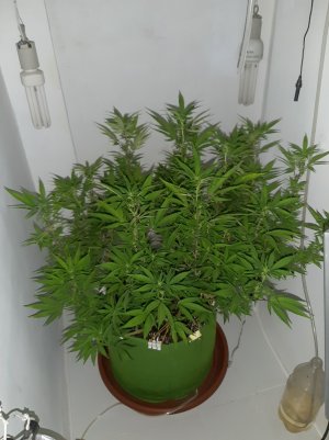 20221029_131535.jpg 20221029_131535.jpg