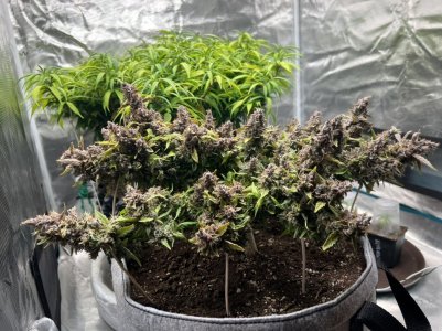 0240438B-3C06-4D86-B3B5-3310BEC74F9B.jpeg 0240438B-3C06-4D86-B3B5-3310BEC74F9B.jpeg