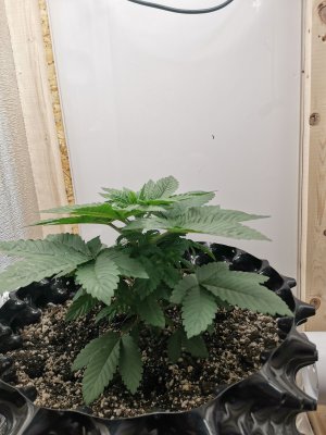 IMG_20220910_180717.jpg IMG_20220910_180717.jpg