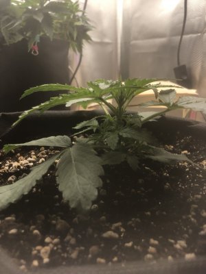 3DE88ECF-6667-49AC-8D98-22FF0112C1F8.jpeg 3DE88ECF-6667-49AC-8D98-22FF0112C1F8.jpeg