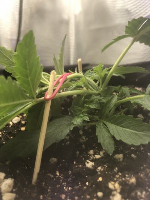 1A82A80C-0C84-4600-AB30-4908A490BB93.jpeg 1A82A80C-0C84-4600-AB30-4908A490BB93.jpeg