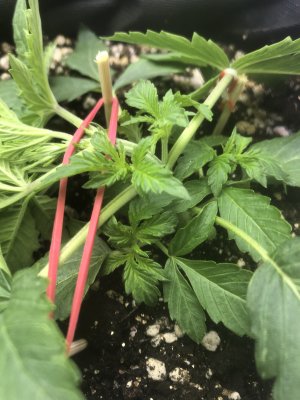 5FFFAF19-CF2E-4358-AB30-A113340C260A.jpeg 5FFFAF19-CF2E-4358-AB30-A113340C260A.jpeg