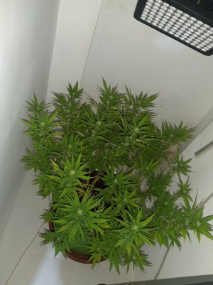 20221031_094822.jpg 20221031_094822.jpg