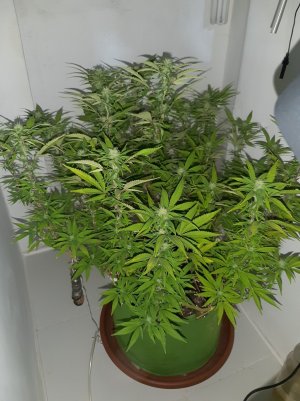 20221031_100232.jpg 20221031_100232.jpg