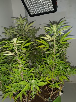 20221031_100319.jpg 20221031_100319.jpg