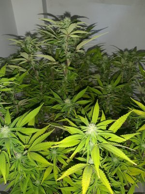 20221031_103527.jpg 20221031_103527.jpg