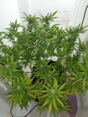 20221031_114826.jpg 20221031_114826.jpg